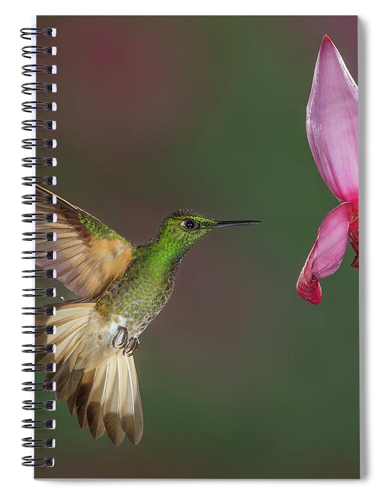 Animal Spiral Notebook featuring the photograph Buff-tailed Coronet approaching Banana Flower by Jerry Fornarotto