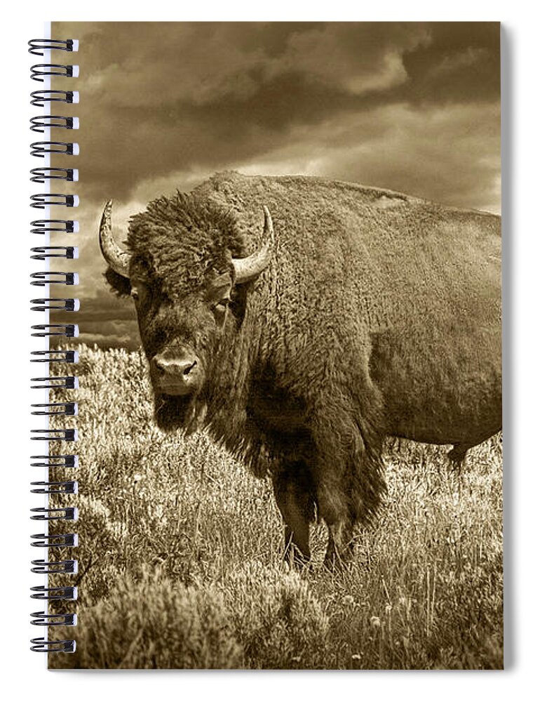 Buffalo Spiral Notebook featuring the photograph Buffalo Bison at Yellowstone in Sepia by Randall Nyhof