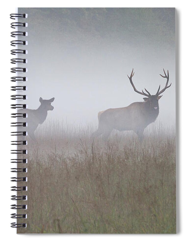 Elk Spiral Notebook featuring the photograph Bull and Cow Elk in Fog - September 30 2016 by D K Wall
