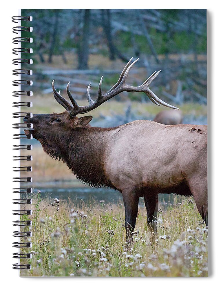 Antelope Spiral Notebook featuring the photograph Bull Elk Next to River by Wesley Aston