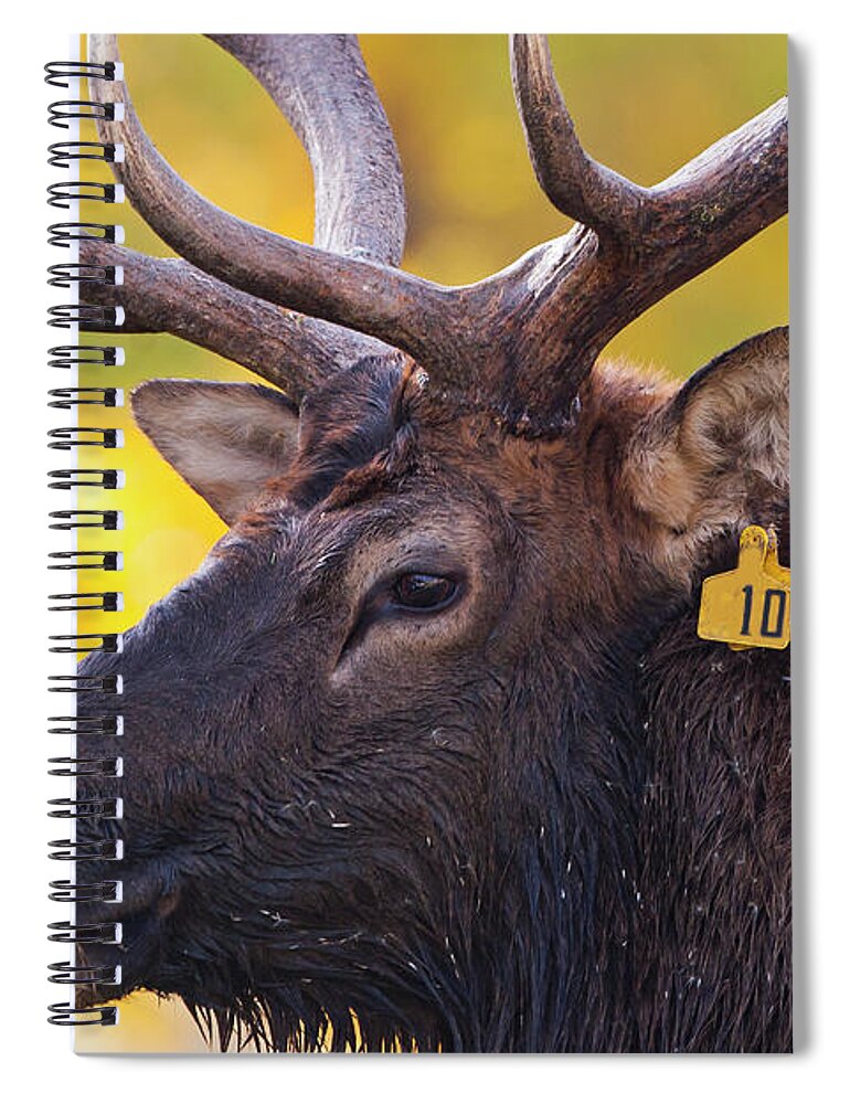 Bull Elk Number Ten Spiral Notebook featuring the photograph Bull Elk Number 10 by Mark Miller