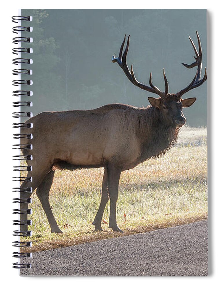 Bull Spiral Notebook featuring the photograph Bull Elk Watching by D K Wall