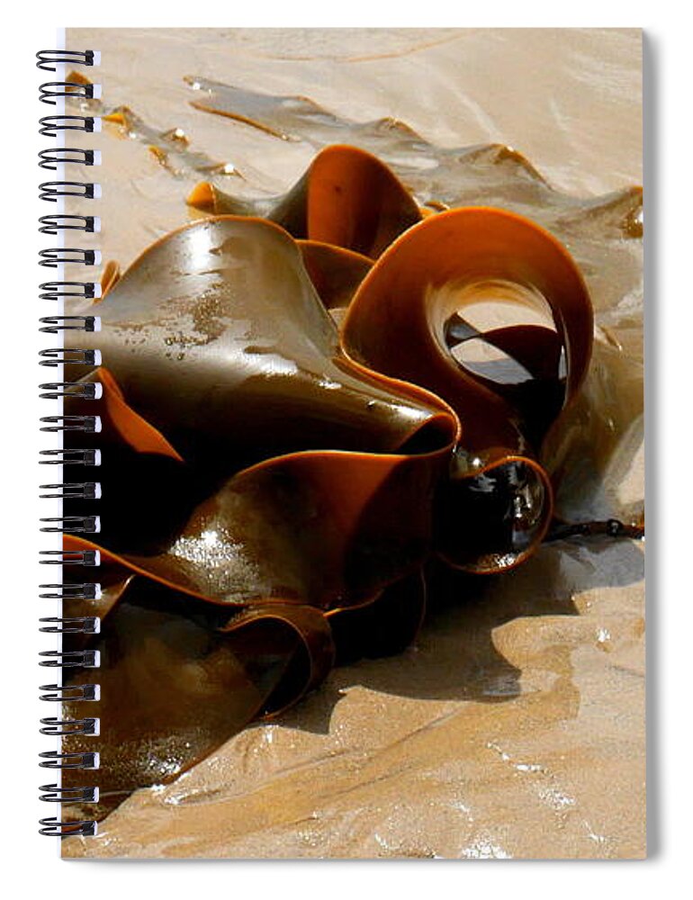 Tantalising Tasmania Series By Lexa Harpell Spiral Notebook featuring the photograph Bull Kelp by Lexa Harpell