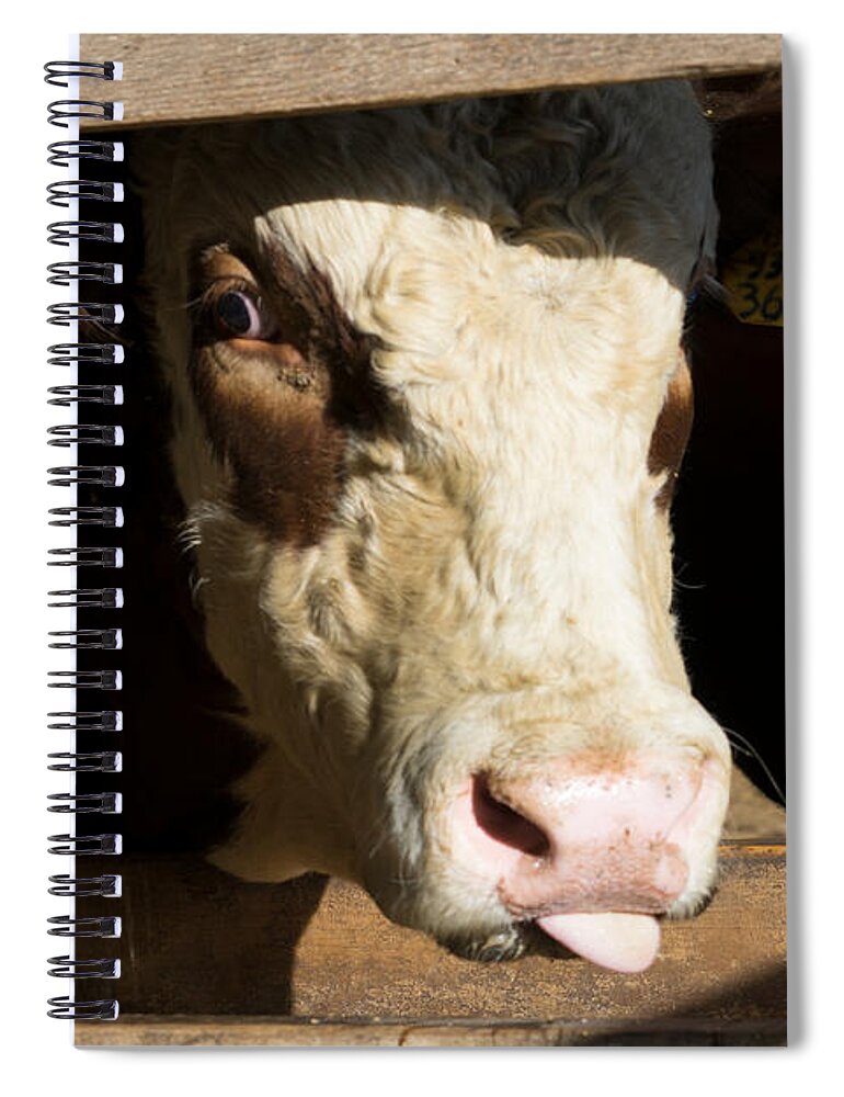 Bull Snark Spiral Notebook featuring the photograph Bull Snark by Brooke Bowdren