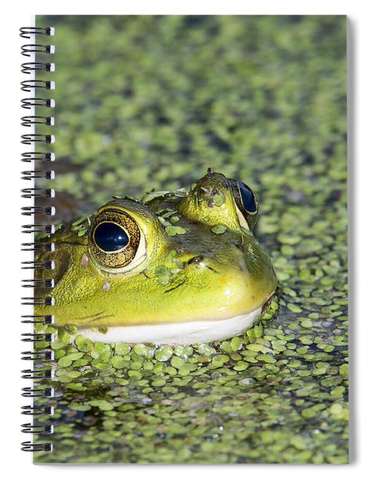Magnolia Gardens Spiral Notebook featuring the photograph Bullfrog by Jim Miller