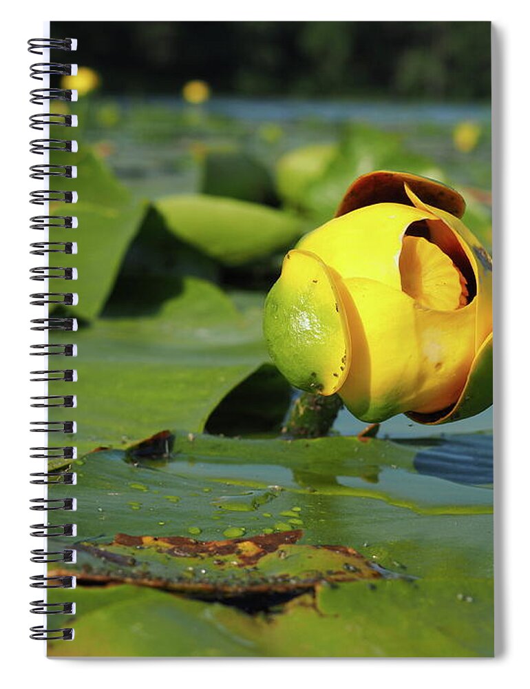 Yellow Spiral Notebook featuring the photograph Bullhead Lily by James Peterson