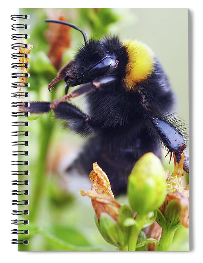 Insect Spiral Notebook featuring the photograph Bumble bee on flower by Michal Boubin