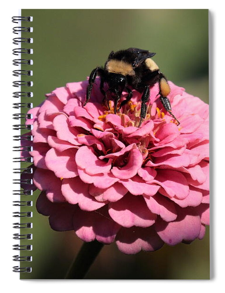 Bumble Bee Spiral Notebook featuring the photograph Bumble Bee on Zinnia 2649 by John Moyer