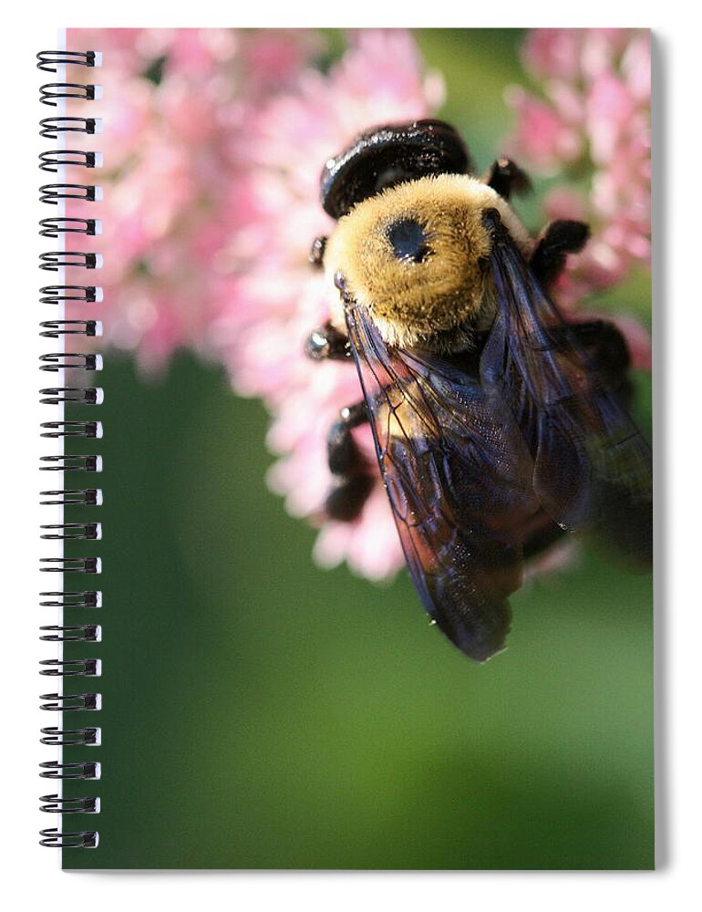 Bee Spiral Notebook featuring the photograph Bumble from Above by Angela Rath