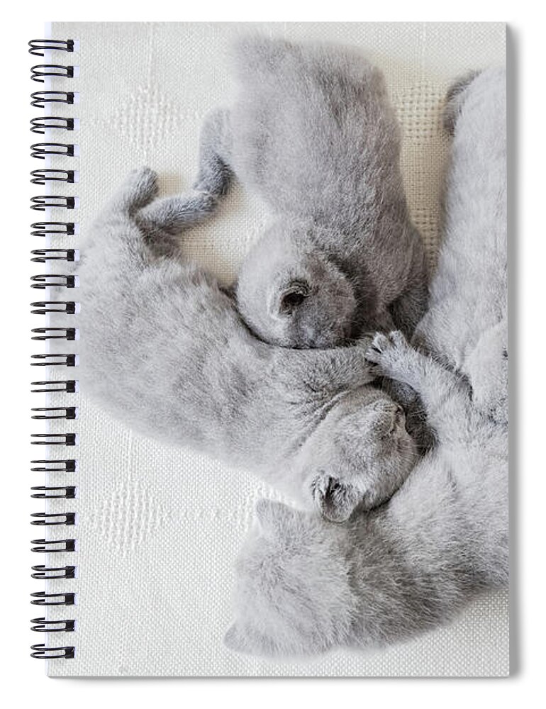 Cat Spiral Notebook featuring the photograph Bunch of fluffy cats. British shorthair. by Michal Bednarek
