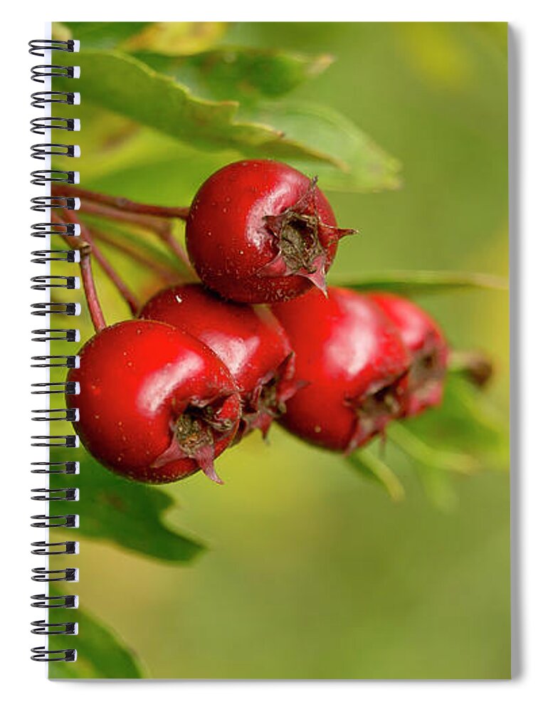 Bunch Spiral Notebook featuring the photograph Bunch of Hawthorn berries by Elena Perelman