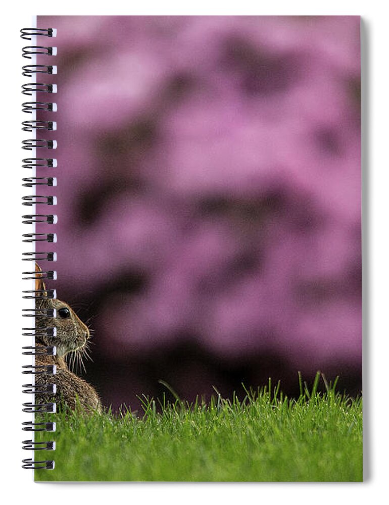 Bunny Spiral Notebook featuring the photograph Bunny in the Yard by Bob Cournoyer