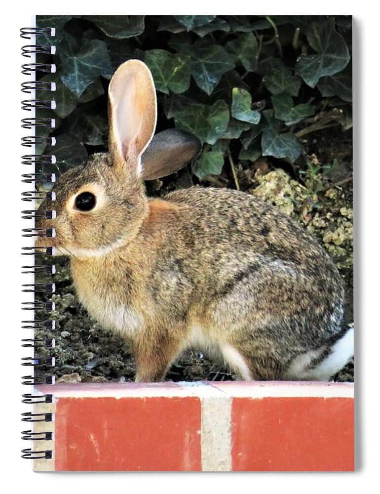 Bunny Spiral Notebook featuring the photograph Bunny on My Wall by Laurie Morgan