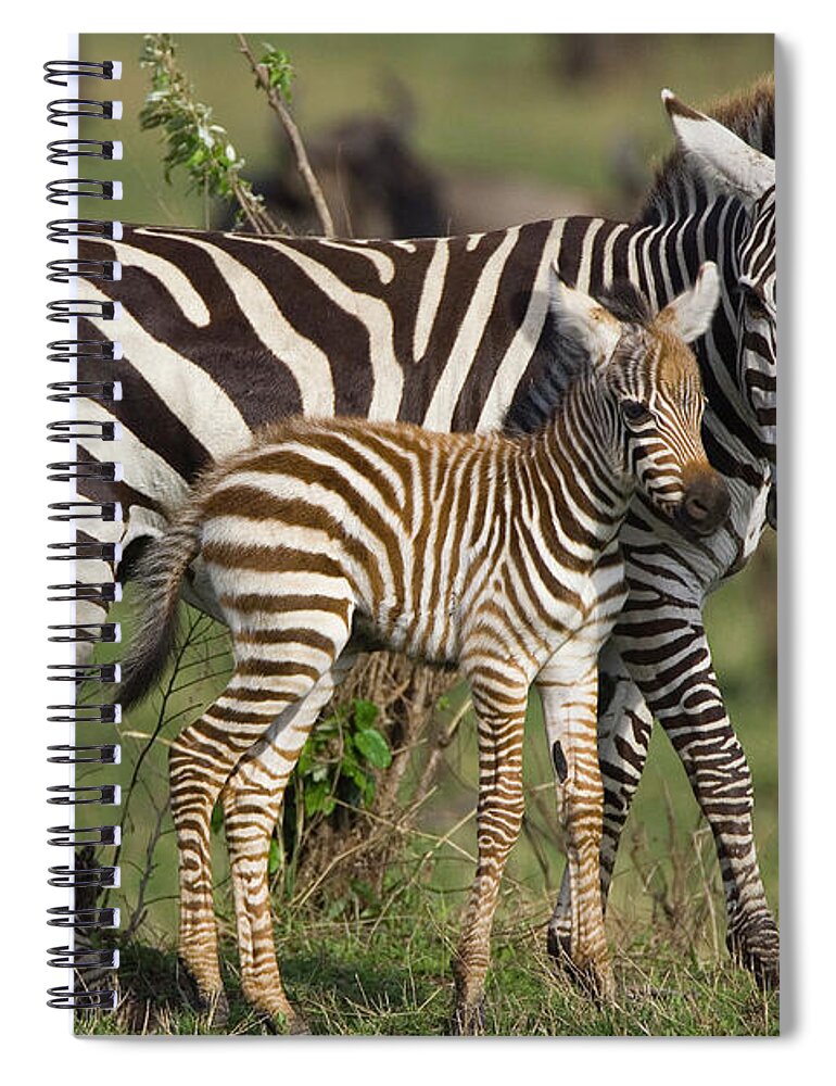 Mp Spiral Notebook featuring the photograph Burchells Zebra Equus Burchellii Mother by Suzi Eszterhas
