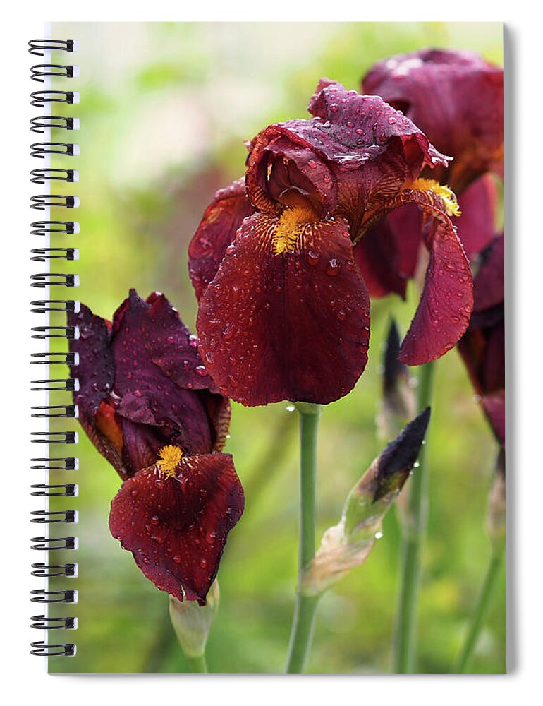 Iris Spiral Notebook featuring the photograph Burgundy Bearded Irises in the Rain by Rona Black