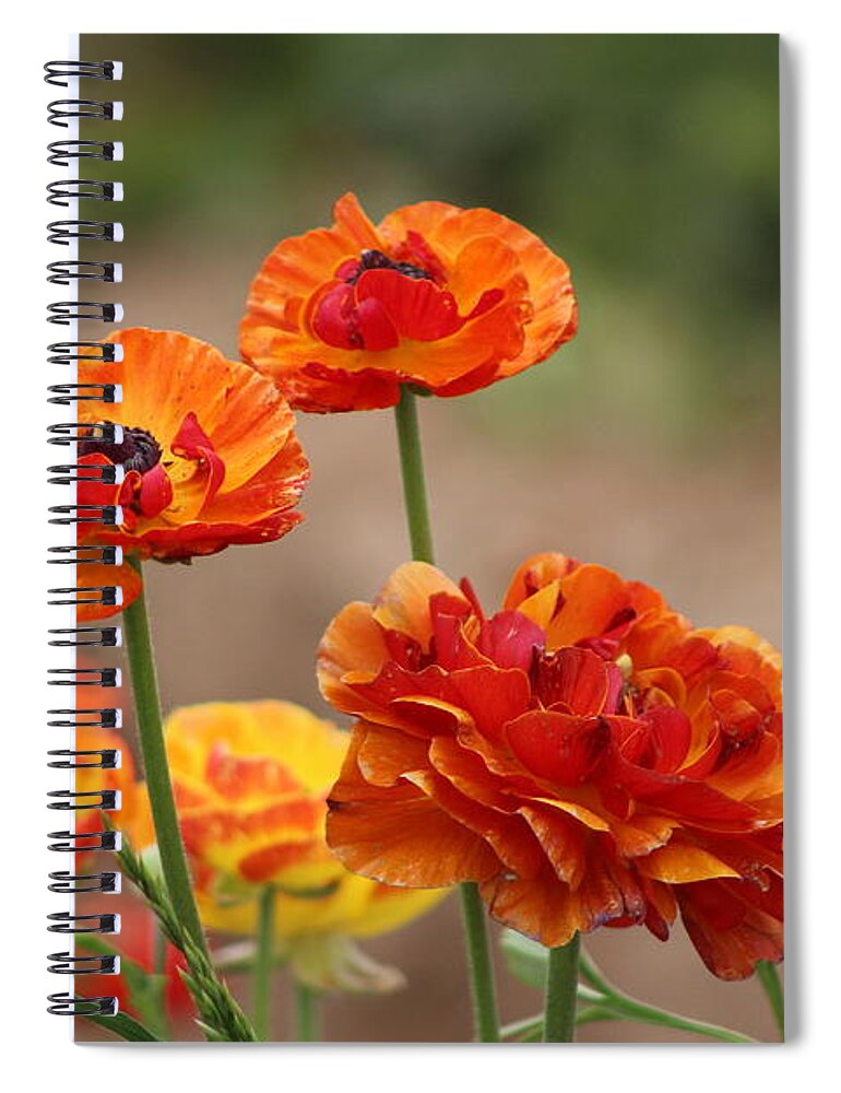 Burnt Orange Ranunculus Spiral Notebook featuring the photograph Burnt Orange Ranunculus by Colleen Cornelius