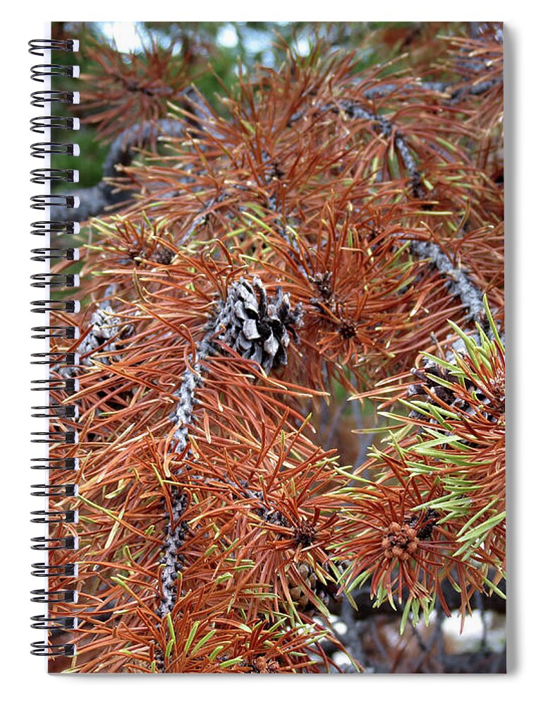 Nature Spiral Notebook featuring the photograph Burnt Pine by Laurel Powell