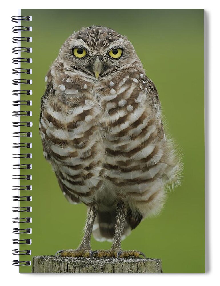 Owl Spiral Notebook featuring the photograph Burrowing Owl Lookout by Bradford Martin