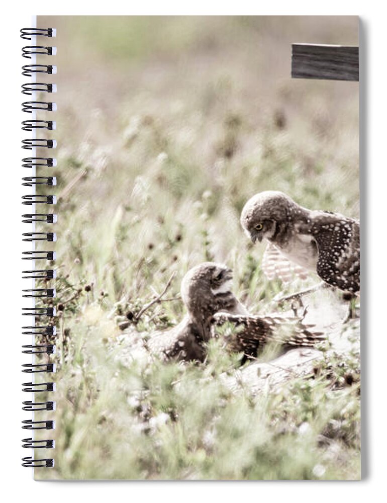 Spring Spiral Notebook featuring the photograph Burrowing Owls at Play by Tracy Winter