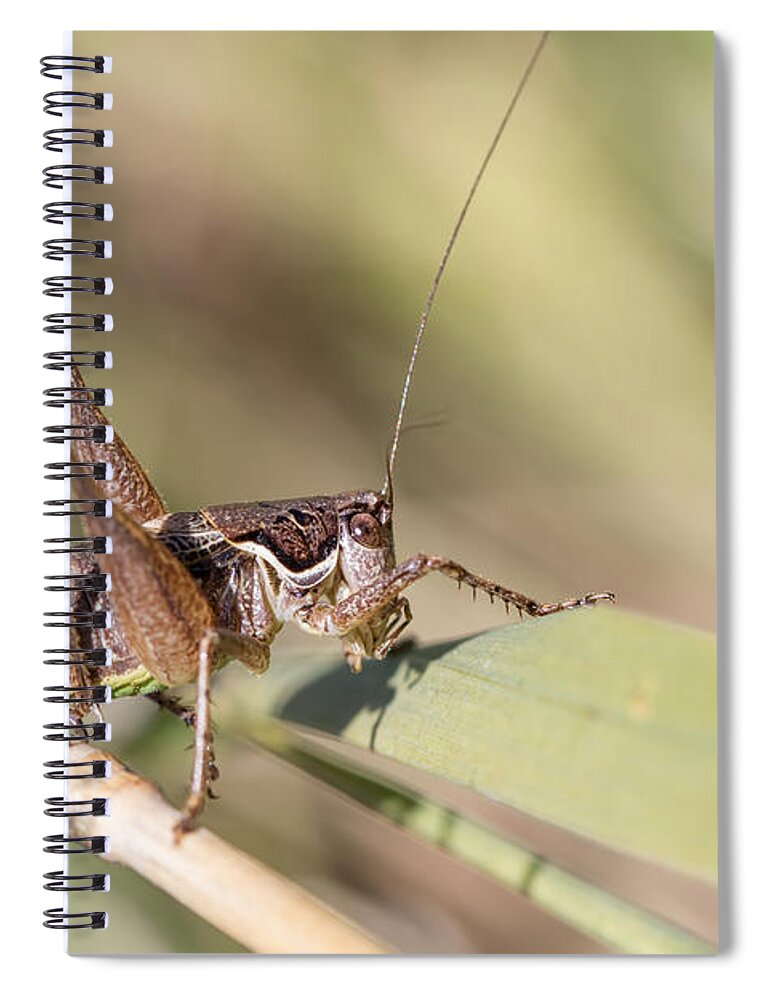 Animal Spiral Notebook featuring the photograph Bush cricket by Jivko Nakev