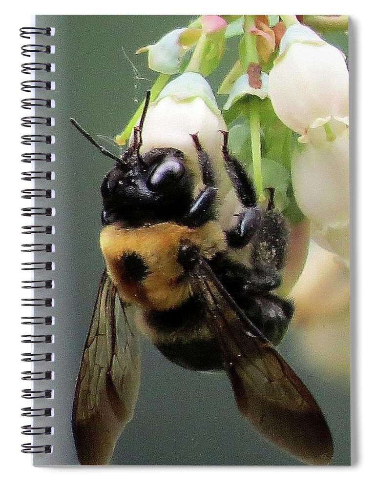 Bees Spiral Notebook featuring the photograph Busy Bee on Blueberry Blossom by Linda Stern