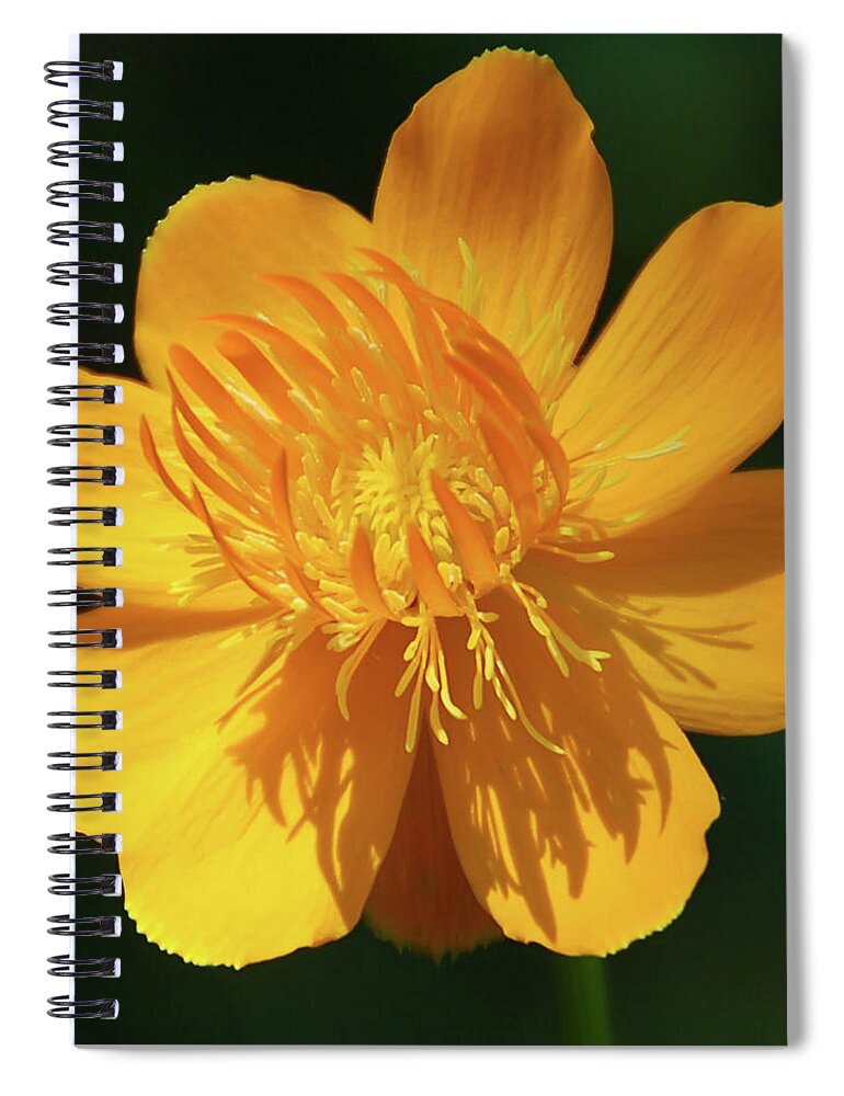 Flower Spiral Notebook featuring the photograph Buttercup by Aimee L Maher ALM GALLERY
