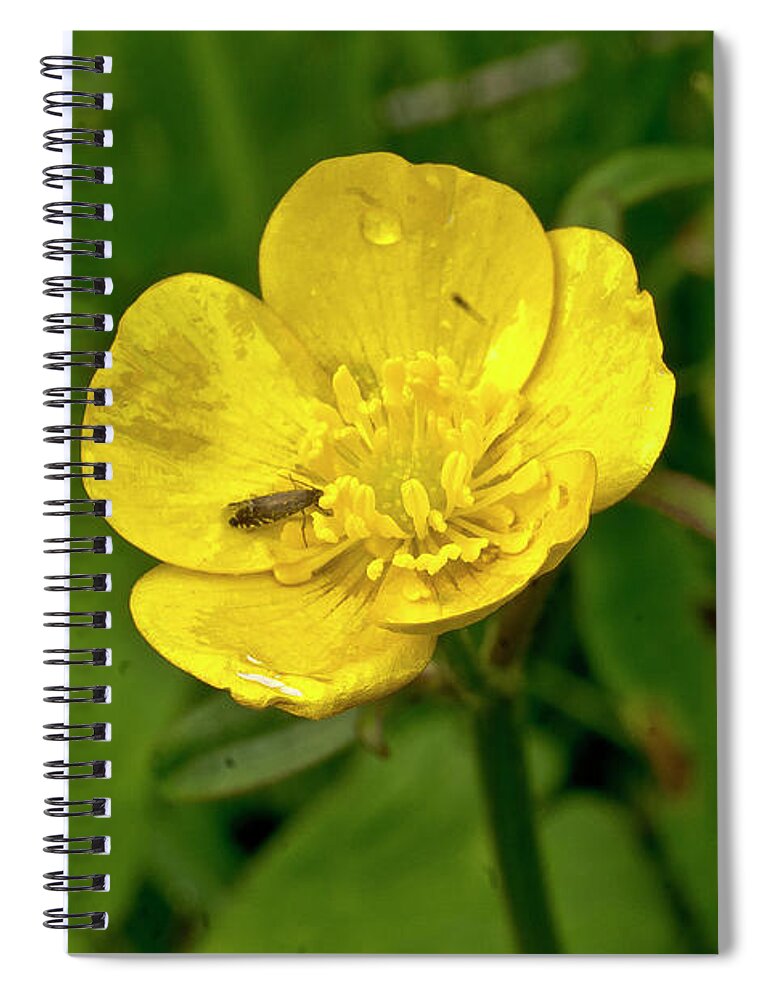 Hospitality Spiral Notebook featuring the photograph Buttercup hospitality by Elena Perelman