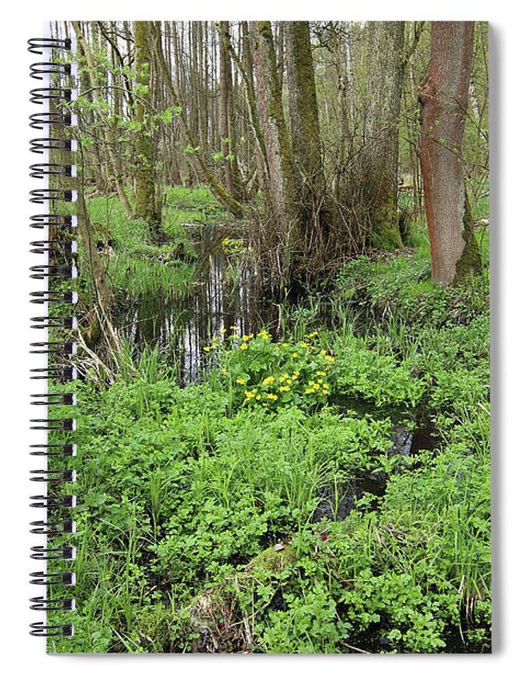Wetland Spiral Notebook featuring the photograph Buttercups in wetlands by Michal Boubin