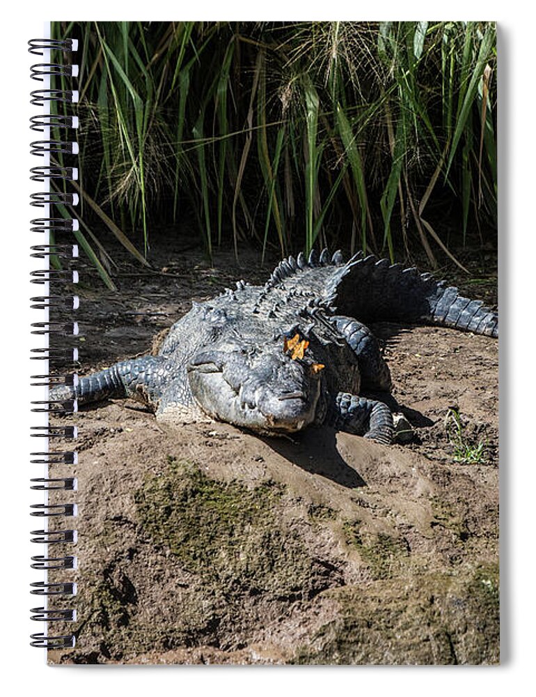 Canyon Spiral Notebook featuring the photograph Butterflies on a Crocodile by Kathy McClure