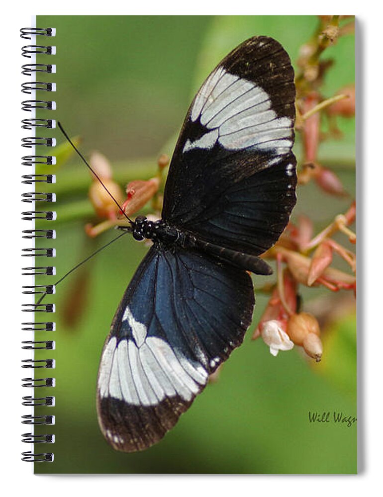 Butterfly Spiral Notebook featuring the photograph Butterfly 06 by Will Wagner