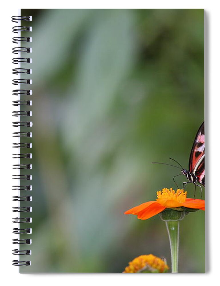 Butterfly Spiral Notebook featuring the photograph Butterfly 16 by Michael Fryd