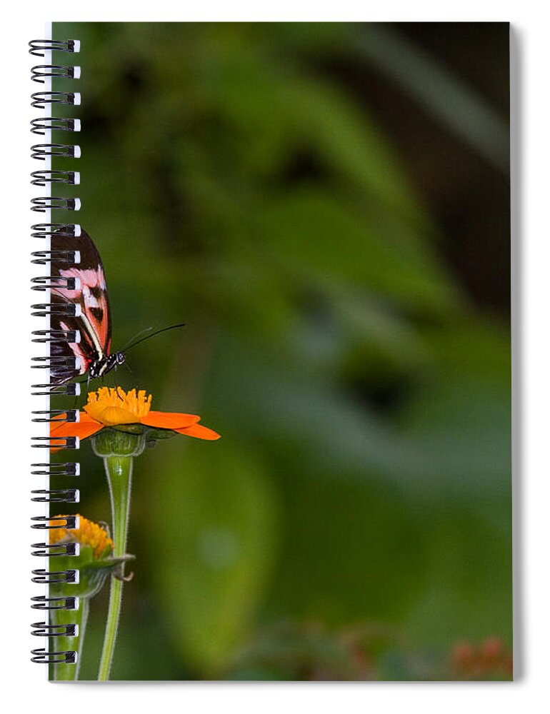 Butterfly Spiral Notebook featuring the photograph Butterfly 26 by Michael Fryd