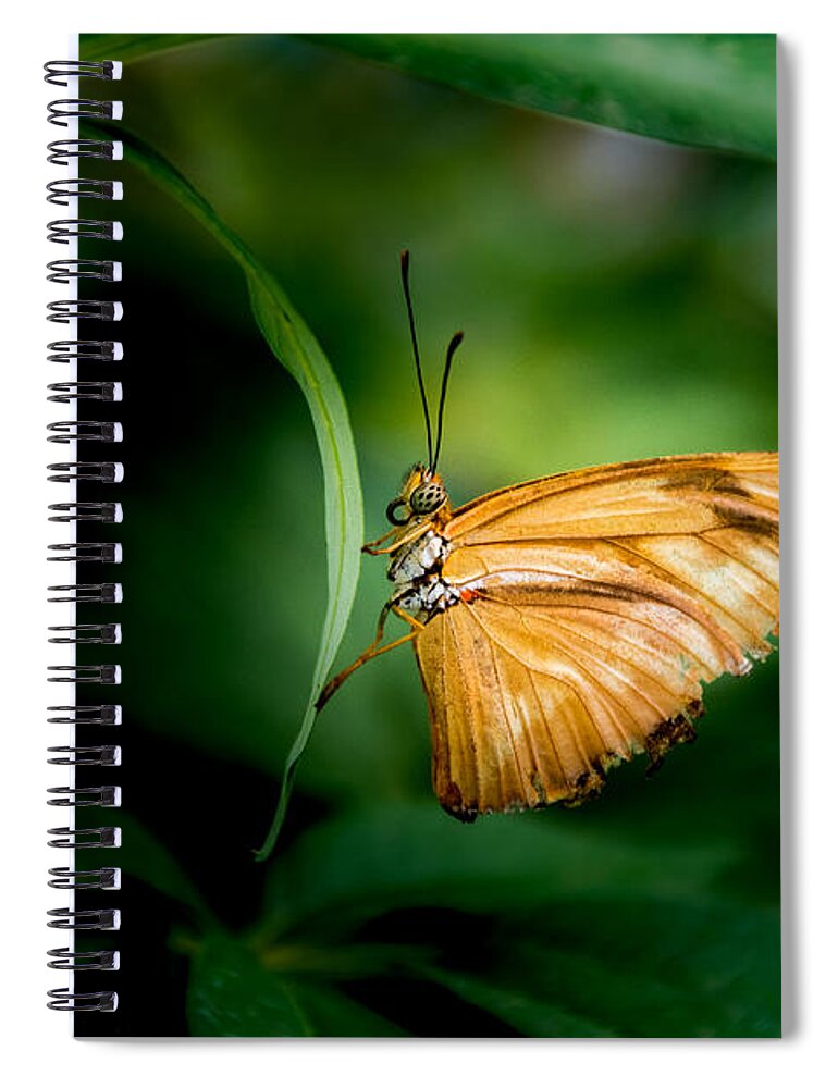 Jay Stockhaus Spiral Notebook featuring the photograph Butterfly 5 by Jay Stockhaus