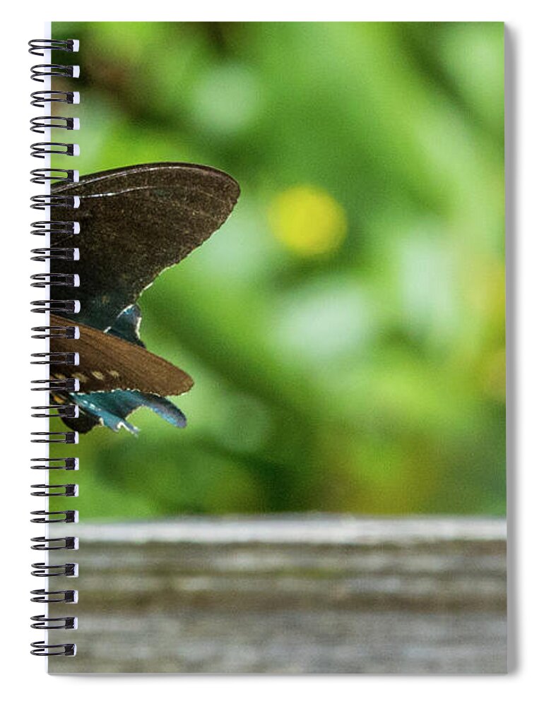 Butterfly Spiral Notebook featuring the photograph Butterfly and Bee by D K Wall