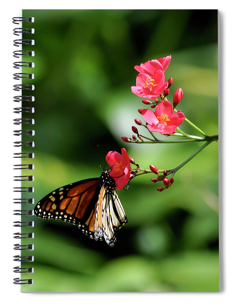 Hawaii Spiral Notebook featuring the photograph Butterfly and blossom by Dan McManus