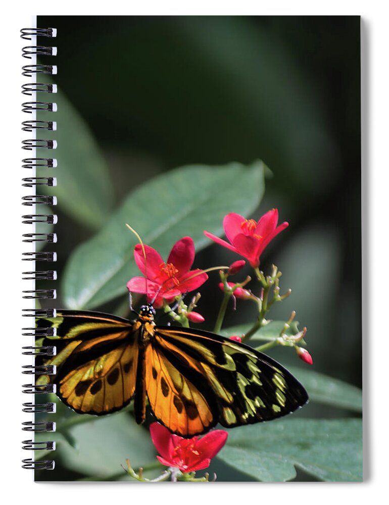 Insects Spiral Notebook featuring the photograph Butterfly Beauty by Stewart Helberg