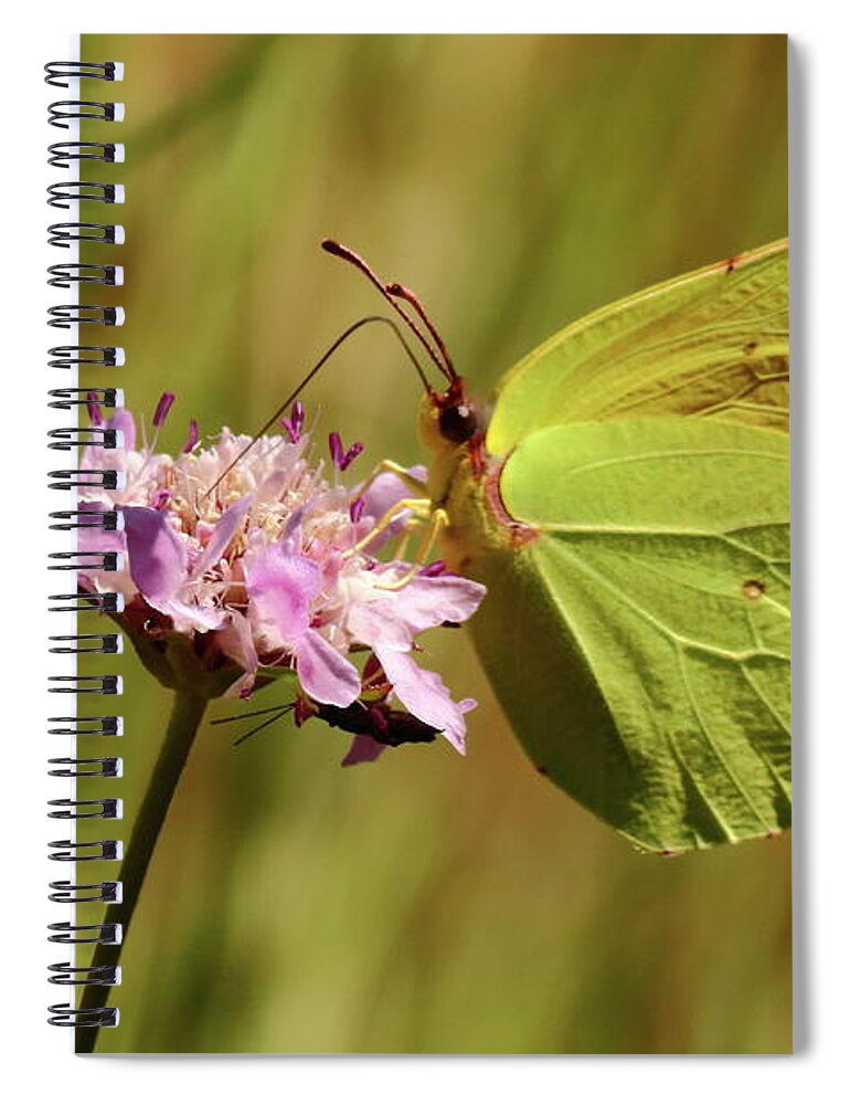 Butterfly Spiral Notebook featuring the photograph Butterfly Feeding by Jeff Townsend