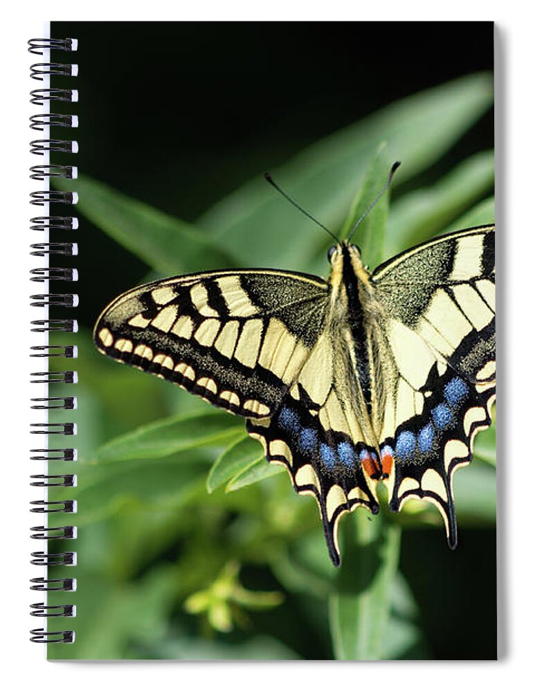 Animal Spiral Notebook featuring the photograph Butterfly II by Paulo Goncalves