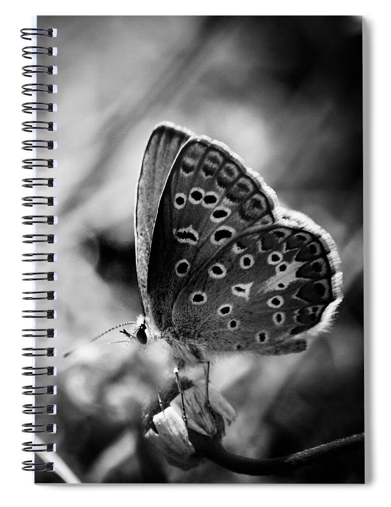 Butterfly Spiral Notebook featuring the photograph Butterfly in black and white by Mirko Chessari