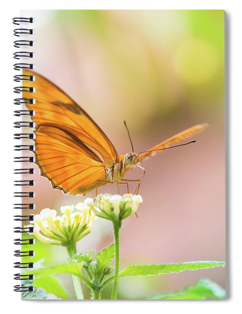 Butterfly Spiral Notebook featuring the photograph Butterfly - Julie Heliconian by Pamela Williams