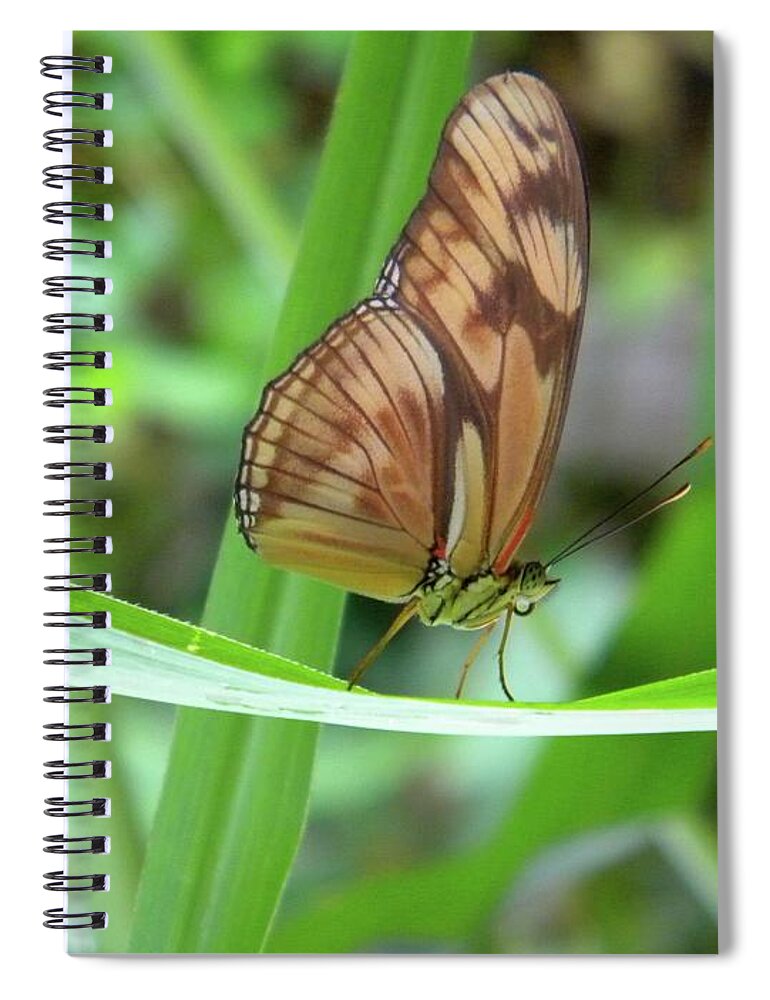 Butterfly Spiral Notebook featuring the photograph Butterfly by Manuela Constantin