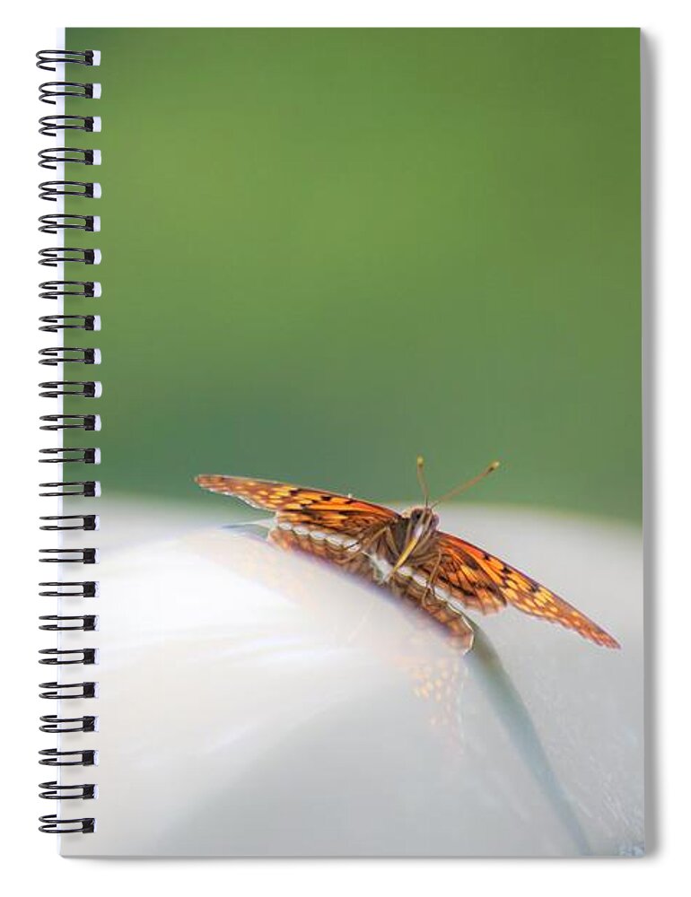 Butterflies Spiral Notebook featuring the photograph Butterfly on my car3 by Merle Grenz