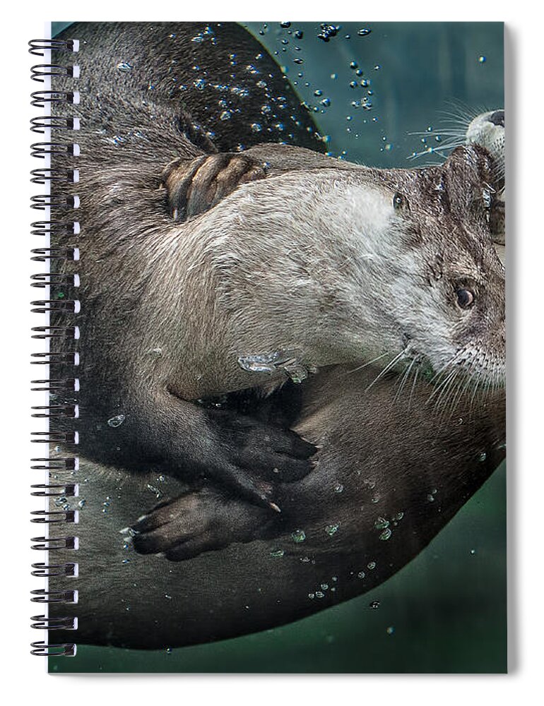Otters Spiral Notebook featuring the photograph By the Skin in His Teeth by Greg Nyquist