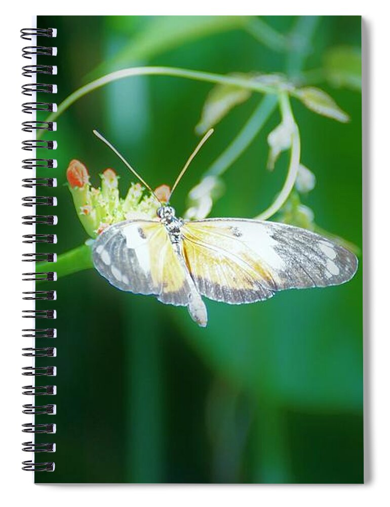 Cleveland Ohio Butterfly Spiral Notebook featuring the photograph c4 by Merle Grenz