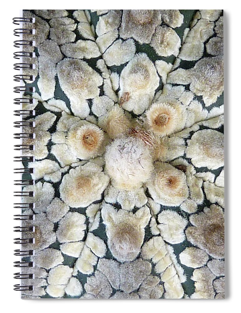 Cactus Spiral Notebook featuring the photograph Cactus 2 by Selena Boron