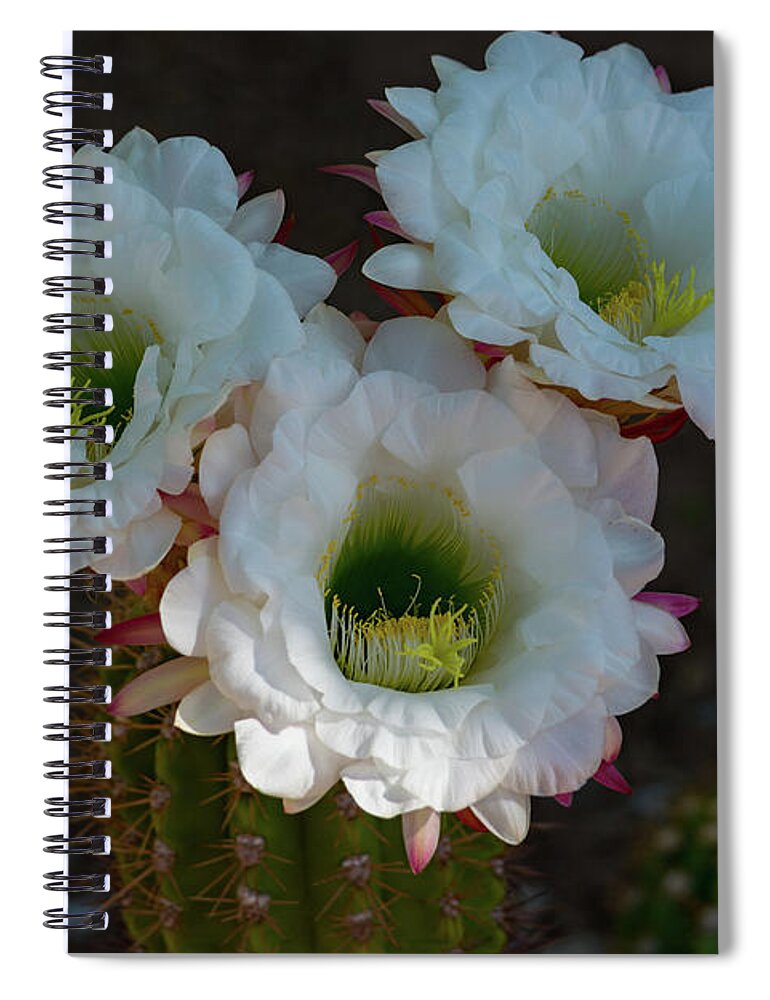 Cactus Spiral Notebook featuring the photograph Cactus Flowers by Douglas Killourie
