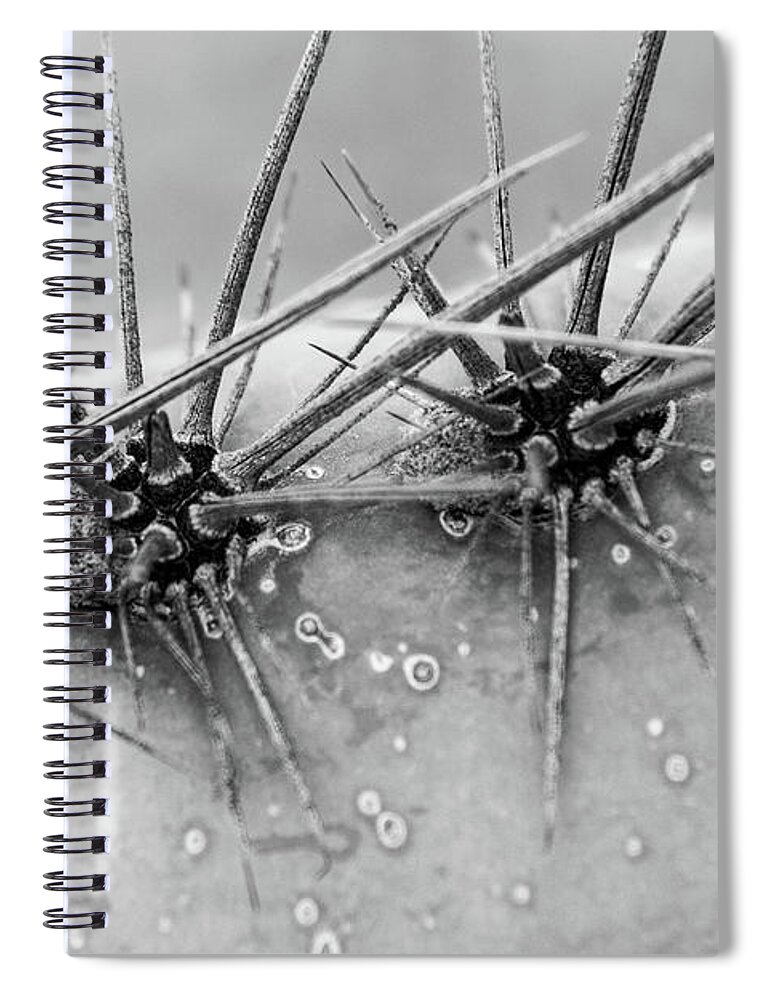 Abstract Spiral Notebook featuring the photograph Cactus Spikes by SR Green