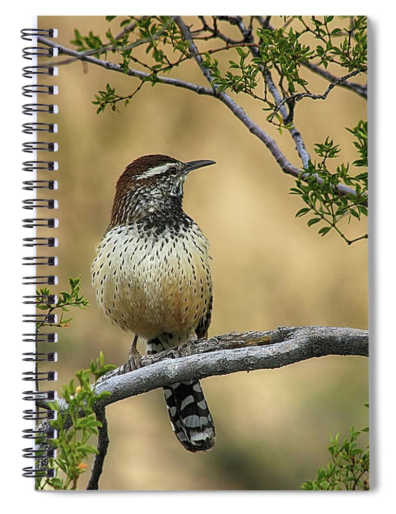 Bird Spiral Notebook featuring the photograph Cactus Wren by Teresa Zieba