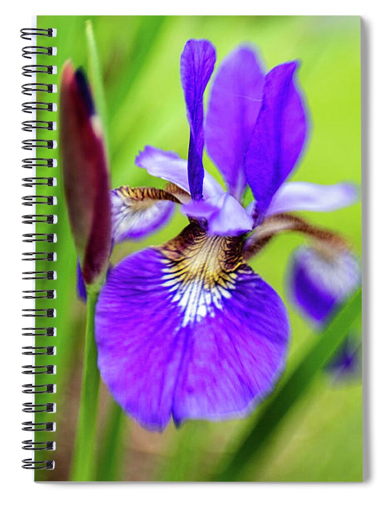 Caesar's Brother Spiral Notebook featuring the photograph Caesar's Brother by Pamela Taylor