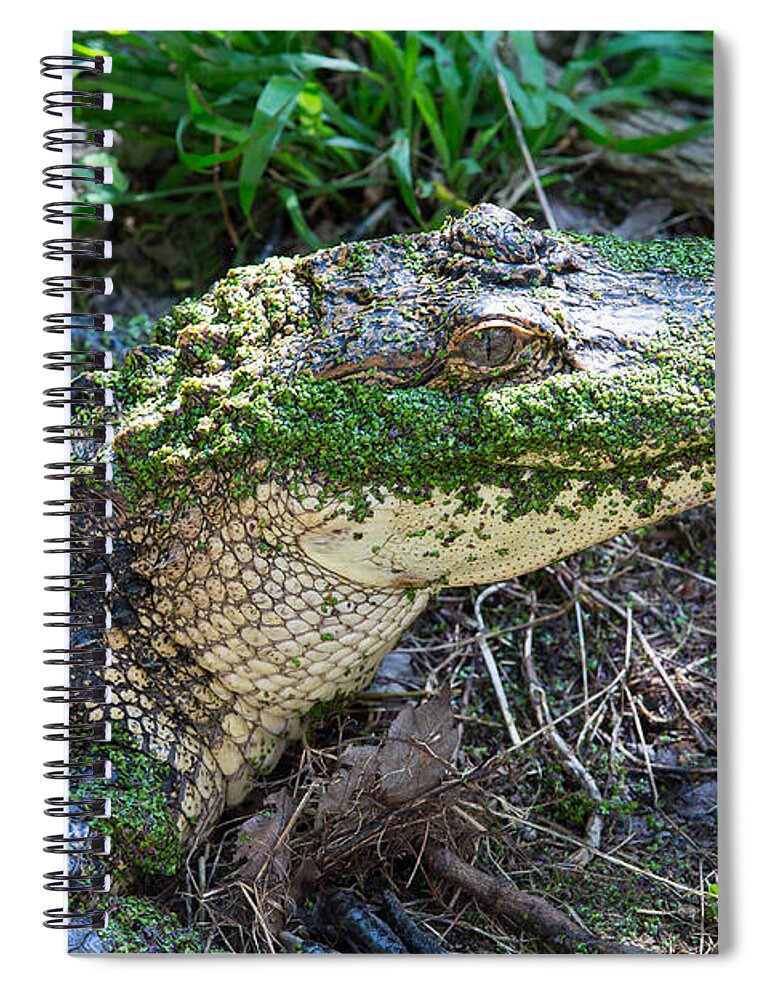 Animal Spiral Notebook featuring the photograph Caiman by Allan Morrison